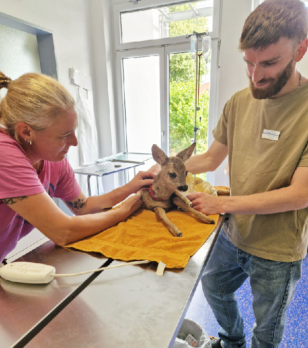 Ein Rehkitz bei der Behandlung in der Tierarztpraxis Bad Grönenbach.